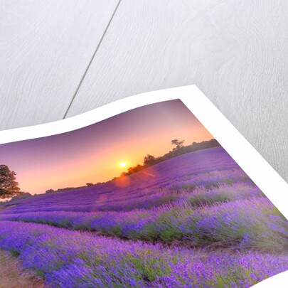Lavender field at sunset by Assaf Frank